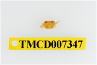 藏品(雙色澤蟹)的圖片